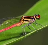 Calicnemia erythyomelas 